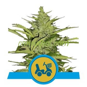 Fast Eddy Auto CBD feminized - zum Schließen ins Bild klicken