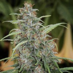 Ein allgemeines Bild