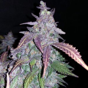 Fastberry Auto fem