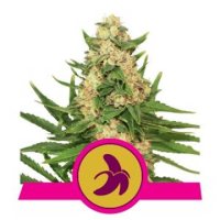 Fat Banana feminized