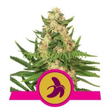 Fat Banana feminized - zum Schließen ins Bild klicken