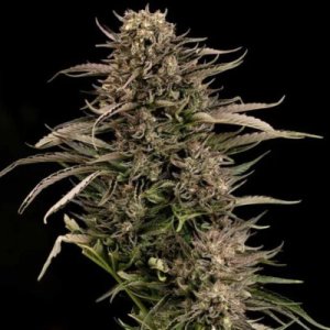 (Bild für) Fatso GMO F1 Auto female