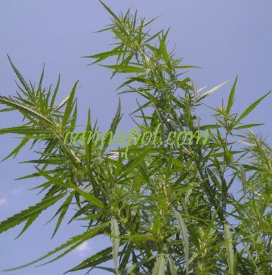 Felina 32 Cannabis sativa - zum Schließen ins Bild klicken