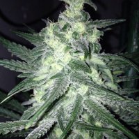 Moonshine Haze x Ghost Train Haze #1 female