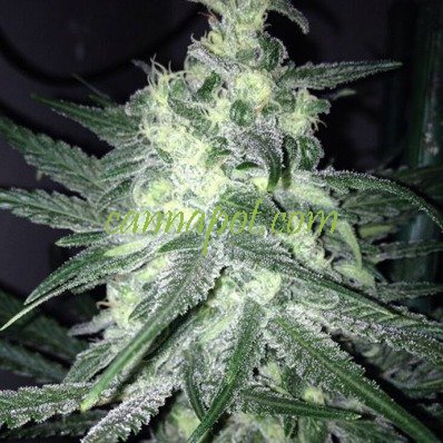 Moonshine Haze x Ghost Train Haze #1 female - zum Schließen ins Bild klicken