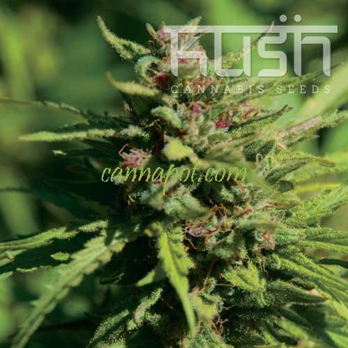 Fire Kush - zum Schließen ins Bild klicken