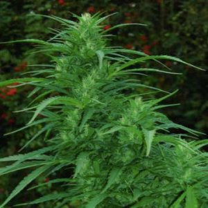 (Bild für) First Sativa