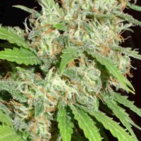 (Bild für) Flashback