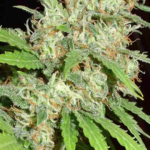 (Bild für) Flashback