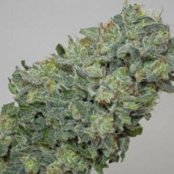 Ein allgemeines Bild