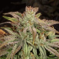 Ein allgemeines Bild