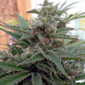 (imagen para) Flo OG