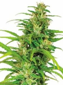 Flower Power