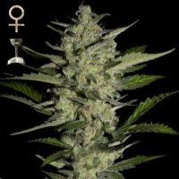(Bild für) Flowerbomb Kush feminized