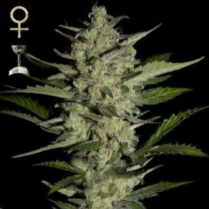 (image pour) Flowerbomb Kush feminized