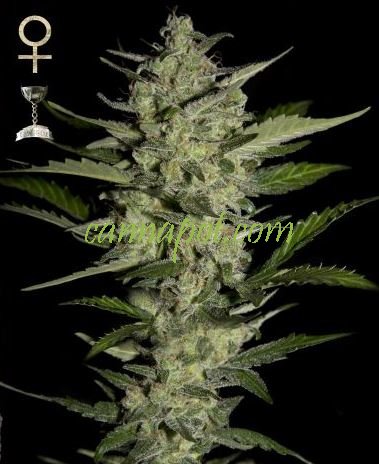 Flowerbomb Kush feminized - zum Schließen ins Bild klicken