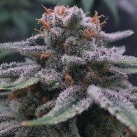 Semillas autoflorecientes feminizadas Deep Purple CBD - CBWEED