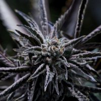 (image pour) Forbidden Blueprint – El Krem