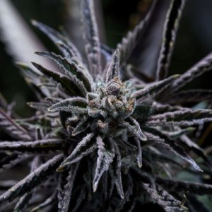 (image for) Forbidden Blueprint – El Krem