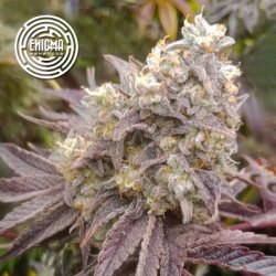 Ein allgemeines Bild