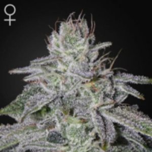 (image for) Francos Lemon Cheese female