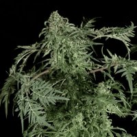 (Bild für) Freaky Ryder Auto