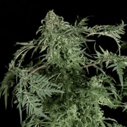 Ein allgemeines Bild