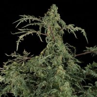 (imagen para) Freaky Fast F1 BX