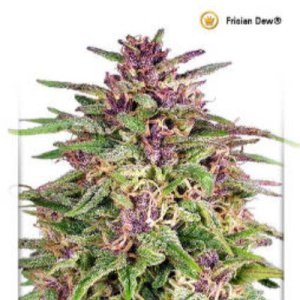 (imagen para) Frisian Dew