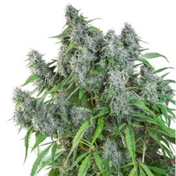 Ein allgemeines Bild