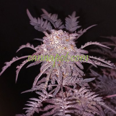 Frosty's Purple Freak - zum Schließen ins Bild klicken