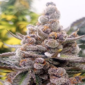 (image for) Frosty Slapz