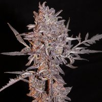 (imagen para) Frosty’s Auto Purple Freak