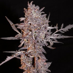 (Bild für) Frosty’s Auto Purple Freak