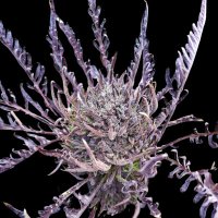 (image pour) Frosty’s Auto Purple Freak