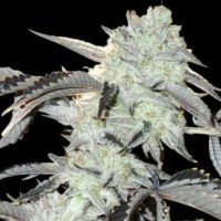 (Bild für) Frozen Gelato