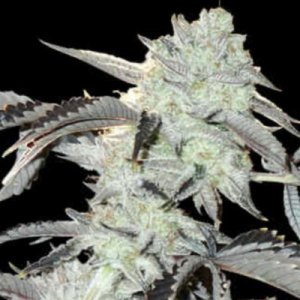 (Bild für) Frozen Gelato