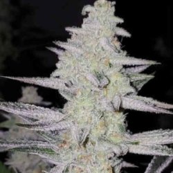 Ein allgemeines Bild