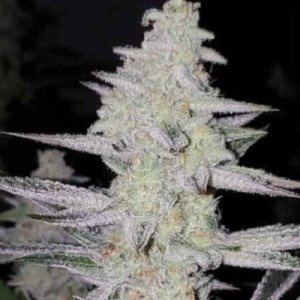 (Bild für) Frozen Grapes