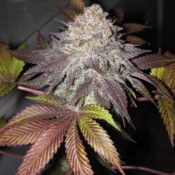 Ein allgemeines Bild