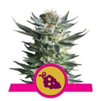 Fruit Spirit feminized