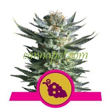 Fruit Spirit feminized - zum Schließen ins Bild klicken