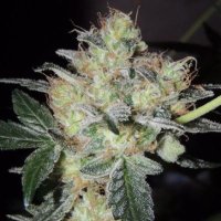 (image for) Fruitbowl 6 female