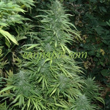 Fruity Cristal Kush Superauto 3 fem - zum Schließen ins Bild klicken