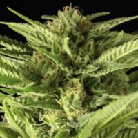 (Bild für) Fruity Durban