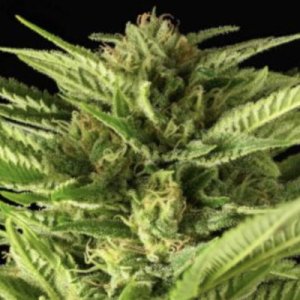 (Bild für) Fruity Durban