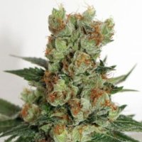 (image for) Fuel OG