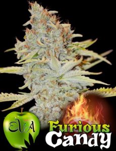 Furious Candy fem