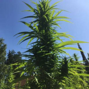 Futura 75 - Cannabis sativa