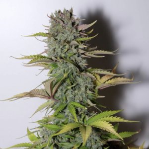 G14 Auto fem